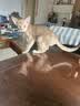 鼎伴悠抚3效pro升级款清敏猫粮减少猫毛过敏全价鼎半成幼主粮1.5kg 实拍图