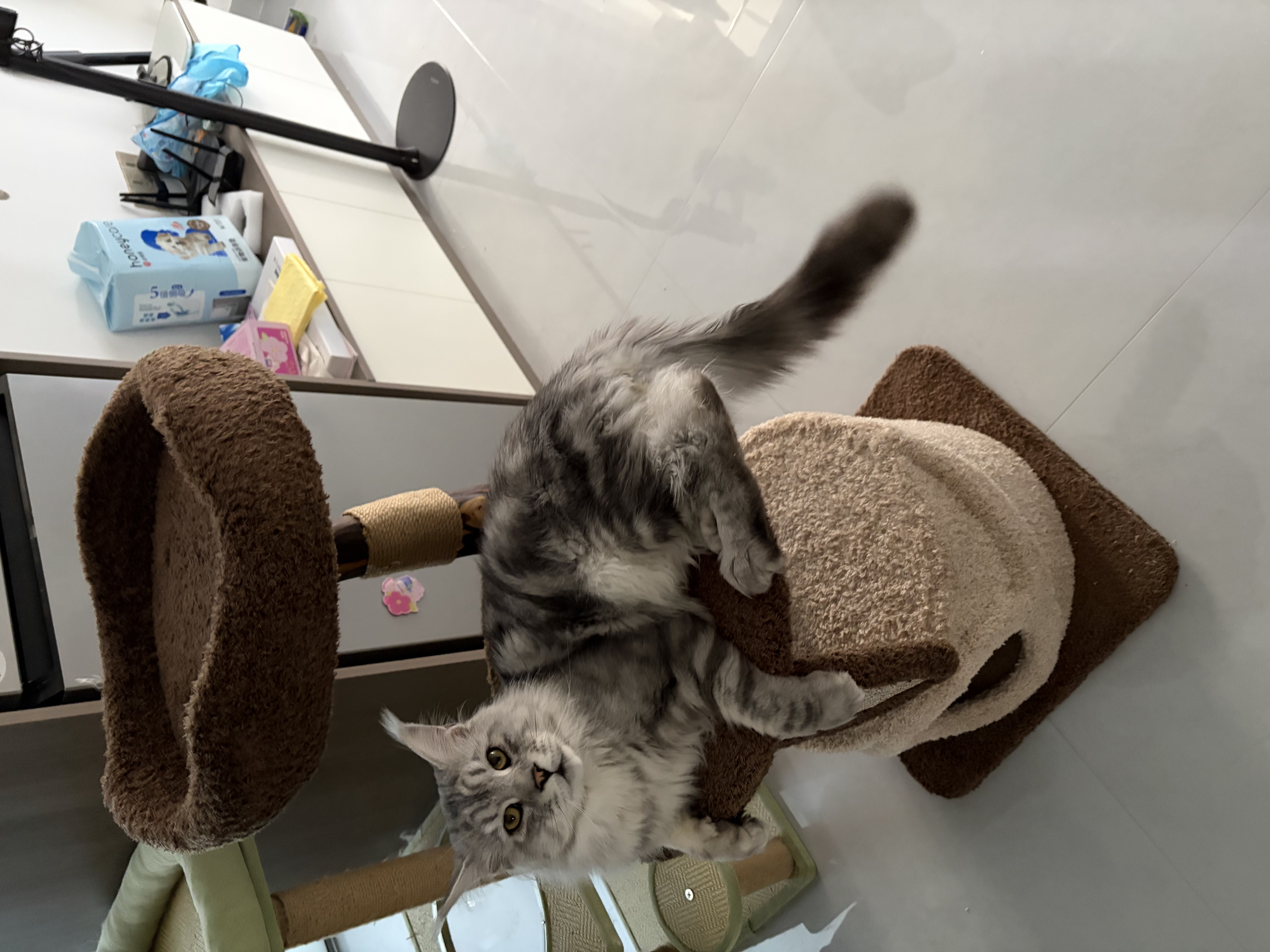 兽牌云端实木猫爬架小户型猫架带窝猫咪抓柱猫架子猫树猫窝猫抓板一体 小树屋【实木柱+大窝】 实拍图