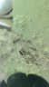 三棵树漆补墙膏耐水修补膏家用乳胶漆白色墙皮脱落裂缝去污墙面修复腻子粉 实拍图