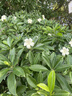 洁丽雅（Grace）7A抗菌100%纯棉四件套新疆棉床上用品床单被套200*230cm1.5/1.8米床 实拍图