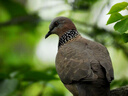 尼康（Nikon） COOLPIX P1100 数码照相机 高倍变焦远摄 望远长焦125倍光学变焦 P1100（128G高速卡+备用电池+晒单送脚架） 实拍图