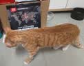 顽皮小金盾猫粮100%鲜肉全价成猫冻干猫粮1.8kg*4鸭肉配 三重呵护肠胃 实拍图