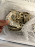 东上御品虾 青岛大虾基围虾鲜活青虾白虾海虾对虾冰虾冻虾生鲜 虾类 海鲜 6.6斤(净重)  盐冻大虾【两盒更划算】 17-21cm【特大虾皇】 实拍图
