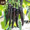 北蔬 尖椒辣椒种子苗紫黑色香辣中早熟四季盆栽菜籽 紫黑尖椒种子15粒 实拍图