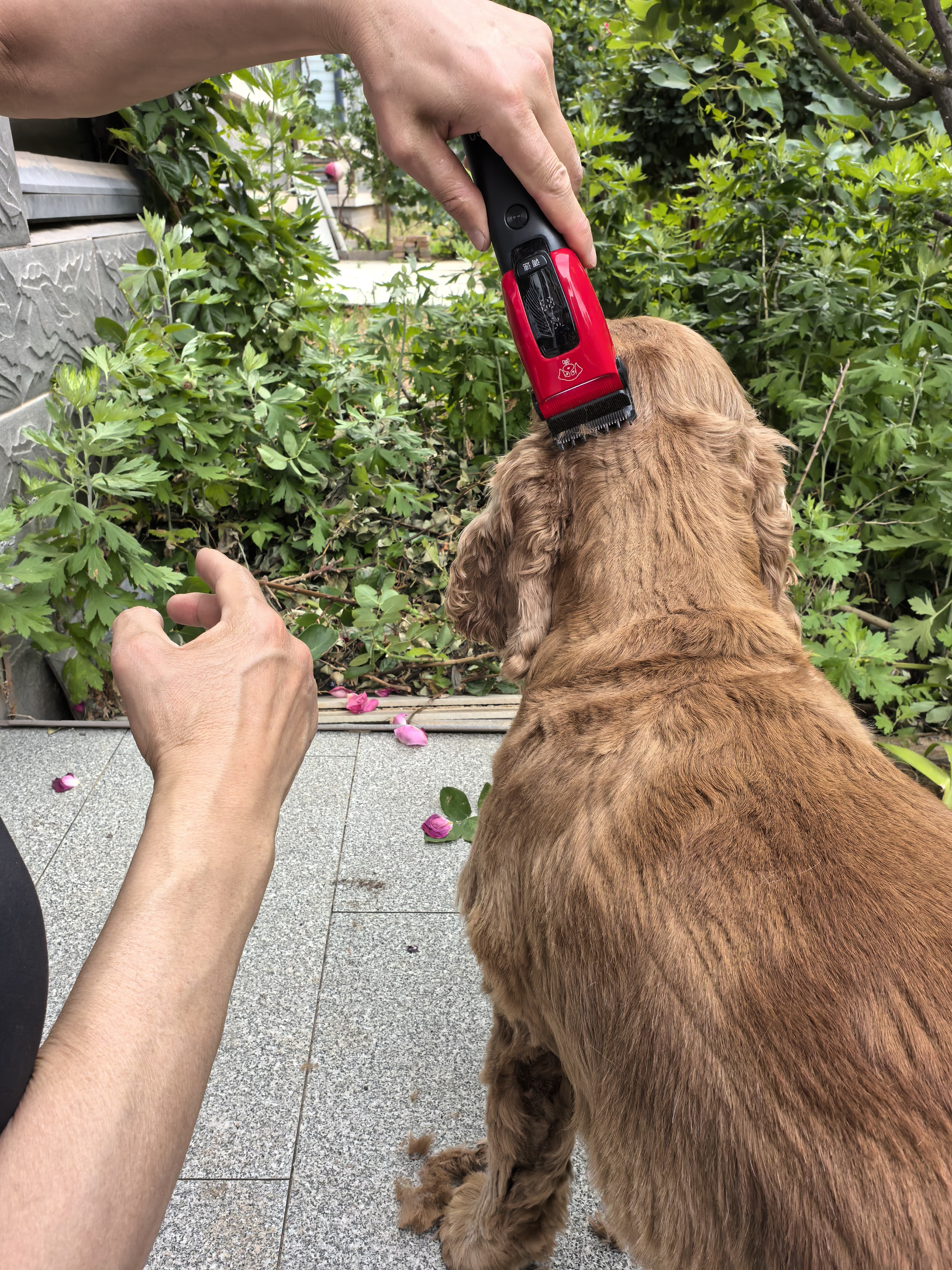 启漫宠物剃毛器狗狗电推剪专业宠物推子剃毛理发器金毛大型犬猫咪推毛器剪狗毛神器养殖场宠物店专用 实拍图