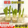 花翁水培植物室内阳台盆栽花卉 混色郁金香4颗+树脂方盆+内篮源头直发 实拍图