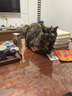 皇家成猫猫粮 营养均衡 F32 通用粮 1-7岁 2KG 实拍图