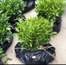 正宗茶叶苗龙井茶树苗绿茶苗铁观音茶苗白茶树苗 耐寒绿茶茶苗 3年苗(50颗装） 实拍图
