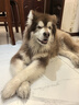 皇家狗粮老年成犬狗粮犬粮宠物大型犬SGR26全价犬粮≥5岁15KG 实拍图