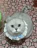 好主人猫粮 成猫猫粮 全价成猫天然粮通用鸡肉味 10kg/20斤 实拍图