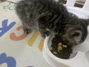 麦富迪猫粮 超肉粒冻干双拼奶糕离乳猫粮呵护免疫 冻干蛋奶2kg 实拍图