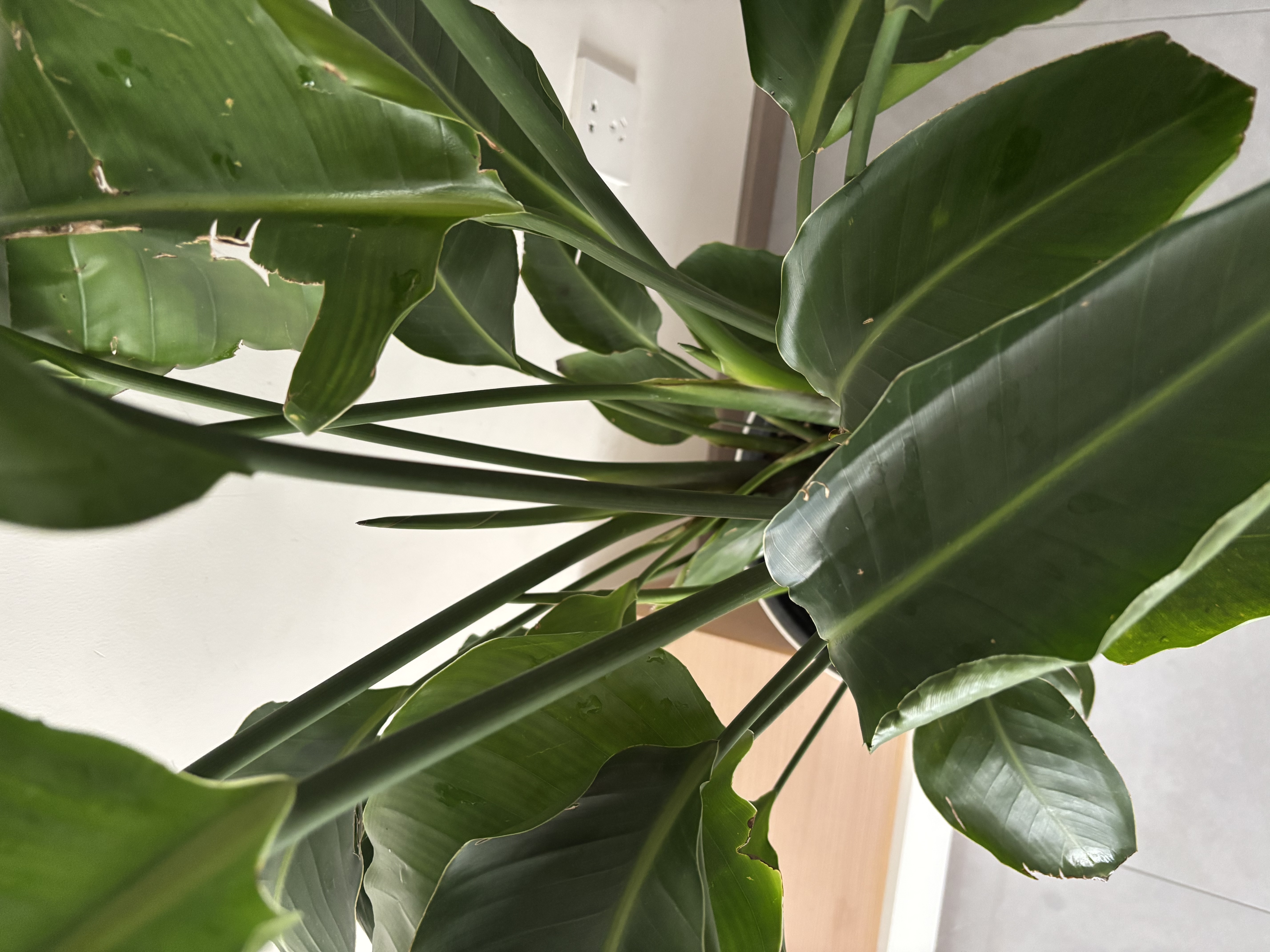 植男植女天堂鸟客厅办公室内好养落地大盆栽真绿植物吸甲醛净空气源头直发 实拍图