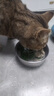 普安特宠物猫咪驱虫药驱虫体内外同驱跳蚤犬虱非泼罗尼滴剂爱滴克 实拍图