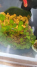 森悠（SARYOR）黑壳虾除藻虾淡水鲜活观赏虾清洁鱼耐活好养热带观赏鱼宠物水晶虾 【多色组合 】糖果虾买6送2 备损 晒单实拍图