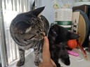 麦德氏猫咪专用羊奶粉200g 幼猫奶粉成猫羊奶粉新生猫咪宠物羊奶粉 猫咪专用羊奶粉 实拍图