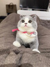 ZYUO日本品牌宠物除臭剂杀菌去尿味生物酶猫尿分解剂室内拖地专用除味 1瓶装【试用装】 实拍图
