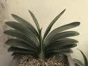 爱你一万年四季名贵君子兰盆栽带花苞室内花卉绿植大苗精品花卉盆景圆头和尚 【特级圆头和尚】 奢华16-18片叶+原盆+肥料 实拍图