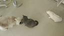 星益生趣（STELLA&CHEWY'S）SC美国进口猫粮RC冻干涂层全价无谷鸡肉4.54kg，效期27.6 实拍图