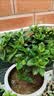 绿有意 绿植花卉办公室客厅桌面盆栽摆件简约创意网红北欧绿植ins云朵盆 栀子花+甜甜圈PET树脂盆+托盘+肥料 北欧风格网红绿植 实拍图