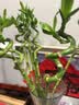【带根富贵竹转运竹龙竹】招财水培植物客厅弯竹开运竹子盆栽花卉 60-65cm转运竹--8支 送4灯笼 实拍图