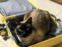 皇家暹罗成猫 SM38 通用粮 12月以上 2KG 实拍图