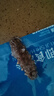 宫壹大连即食海参1斤15-25只 京东自营 固形物≥75%底播辽刺参免泡发 实拍图