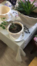 爱丽思（IRIS）花盆花瓶树脂复古浮雕波纹圆形多肉塑料阳台种植批发花盆 5号浅米色(口径15cm) 1个花盆 实拍图