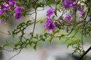 索尼（SONY）FE 100-400mm F4.5–5.6 GM OSS 全画幅超远摄变焦G大师镜头 E卡口（SEL100400GM） 实拍图