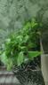 京东绿植绿萝盆栽除甲醛花卉绿植办公室新房净化空气180加仑4盆装源头直 实拍图
