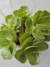 沭之美多肉植物绿植花卉丛生金枝玉叶+金钱木+米色甜甜圈陶瓷盆源头直发 实拍图