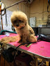 皇家狗粮 幼犬狗粮 宠物 小型犬 MIJ31 全价犬粮 2-10月 2KG 实拍图