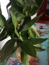 绿有意观音竹富贵竹水培植物带根花卉绿植绿萝室内盆栽转运竹子水养好养 带根观音竹3棵（简易杯）+营养液 实拍图