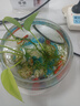 金鱼草金鱼观赏鱼冷水好养耐活小鱼苗锦鲤 2-4cm 红草金买3条送3条（加备损） 实拍图