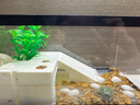 Barbarous Growth乌龟饲养缸生态造景家用带盖小型别墅爬台底部排水专用箱巴西龟缸 盖板+水培晒台+养龟礼包 中号-30*18*18cm 黑色【防逃逸|加厚|加高】 实拍图