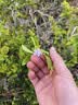 小浣熊统一小浣熊干脆面整箱捏碎干吃面方便面儿童解馋零食小吃休闲食品 混合口味35g*15袋【口味随机】 实拍图