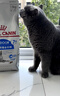 皇家成猫猫粮 口感型 ES35通用粮12月以上2KG 实拍图
