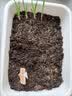 德沃多50L植物营养土通用养花土种菜有机土壤泥炭土绿植盆栽种植土椰糠 实拍图