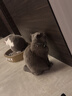 冠能猫粮室内成猫猫粮10kg 全价猫粮 添加膳食纤维 控制毛球 实拍图