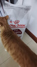 皇家成猫猫粮 营养均衡 F32 通用粮 1-7岁 4.5KG 实拍图