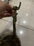 玫瑰花苗老桩绿植物盆栽月季蔷薇老根室内外阳台庭院特大花卉四季 13洛神（老桩苗四季开花） 实拍图