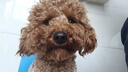豆柴（docile）经典缤纷冻干狗粮成犬小型犬大型犬比熊泰迪狗粮 2kg 实拍图