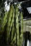 白不老豆角300g 实拍图