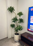 叹为观止大型植物发财树各种大颗盆栽开业乔迁客厅办公室内好养大型花卉 造型平安树1.6—1.8米【聚宝盆】 含盆 实拍图
