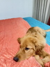 HONEYCARE好命家宠物尿垫猫狗尿片 训导防漏尿布 加厚狗狗厕所垫M码45*60cm 实拍图
