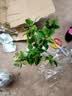 重瓣红三角梅盆栽带花三角梅苗勤花品种爬藤老桩室内花卉植物四季 云南紫 5年苗【带花发货】不含盆 实拍图