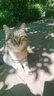 亿迪猫粮全价成猫幼猫冻干全阶段5斤布偶蓝猫英短橘猫通用小包装2.5kg 实拍图