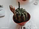 仙人球绯花玉开花带花苞仙人掌类多肉绿植物桌面花卉小盆栽 红色直径6-8厘米 不含盆 实拍图