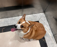 伯纳天纯鸭肉梨冻干三拼全价狗粮中大型犬小型犬成年犬粮10kg/20斤 实拍图