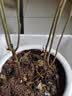 驱蚊虫金丝吊蝴蝶花卉绿植盆栽室内外阳台四季开花 混色【浓香耐寒+驱蚊虫】四季开花 花期300天10年苗【买一送一】开花爆满 实拍图