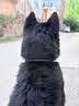 多尼斯（DOGNESS）狗狗牵引绳遛狗绳狗链子项圈中大型犬拉布拉多柴犬金毛边牧 黑L 实拍图